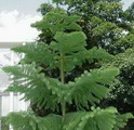 کاج مطبق